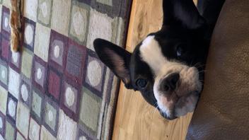 Black and white French Bulldog with face resting on a couch.