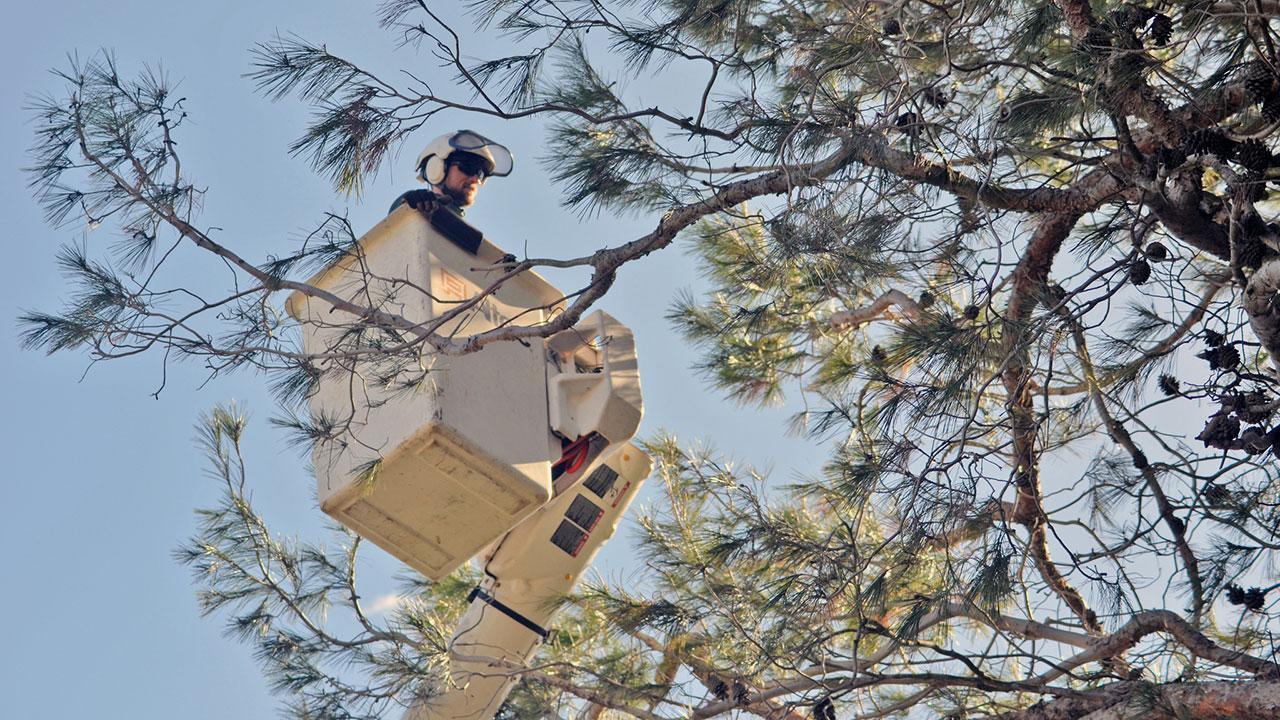 Photo of tree crew working among branches of a tree.