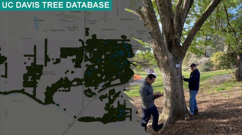 Tree Inventory Graphic with Heat Map