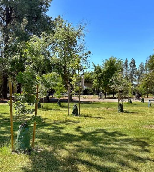 Young trees among grass