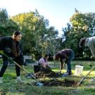 A group of four people dig holes into the grass