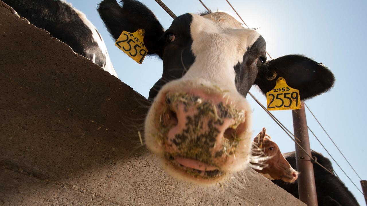 UC Davis Dairy Farm